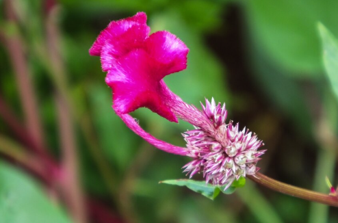 Rhodiola rosea Rhizomes